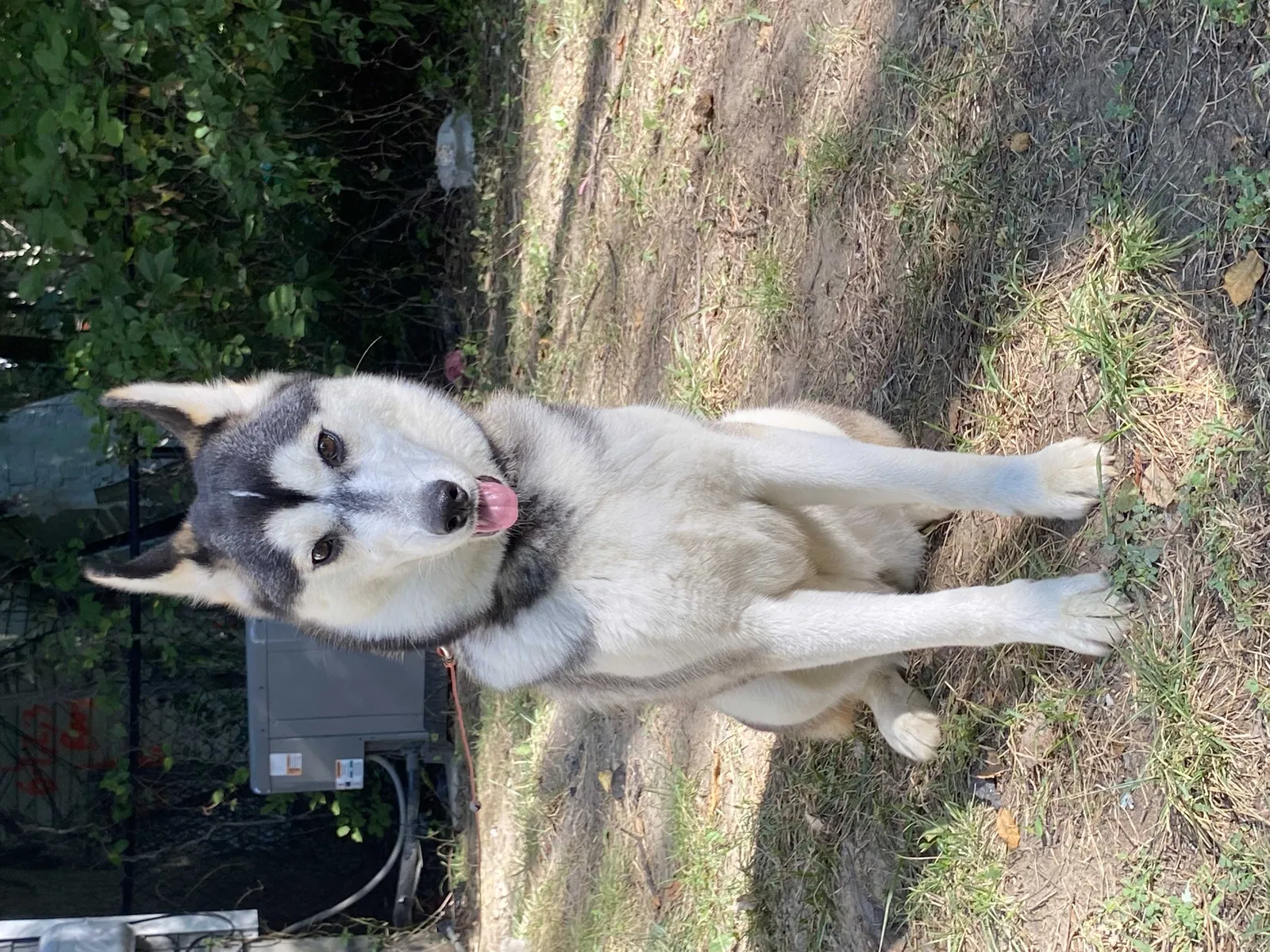 Lost dog in Detroit, MI, 48227
