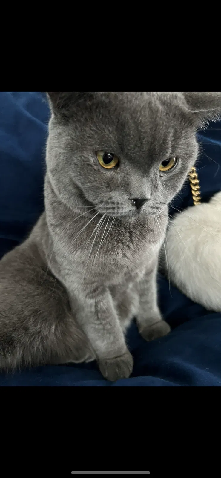 Lost cat in Bergenfield, NJ, 7621