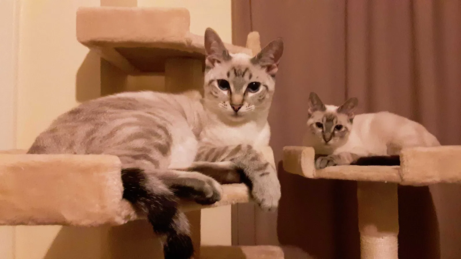 Lost cat in Elkton, MD, 21921