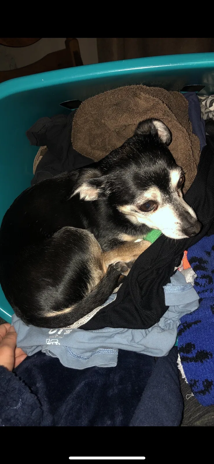 Lost dog in Vallejo, CA, 94589