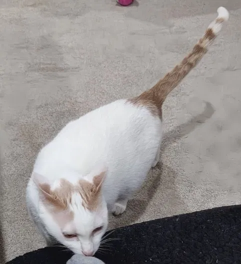 Lost cat in Saint Peters, MO, 63376