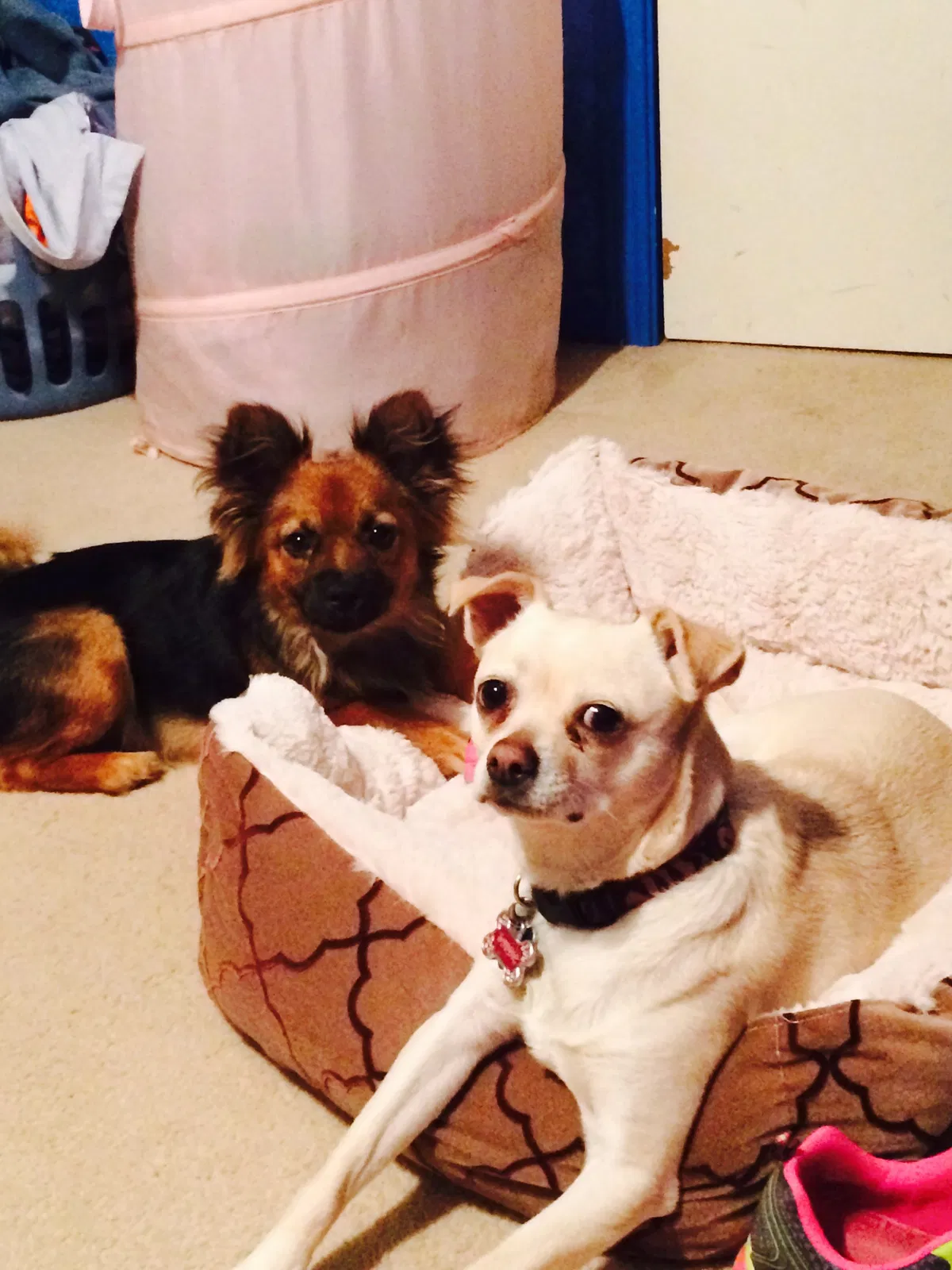 Lost dog in Saint Hedwig, TX, 78152