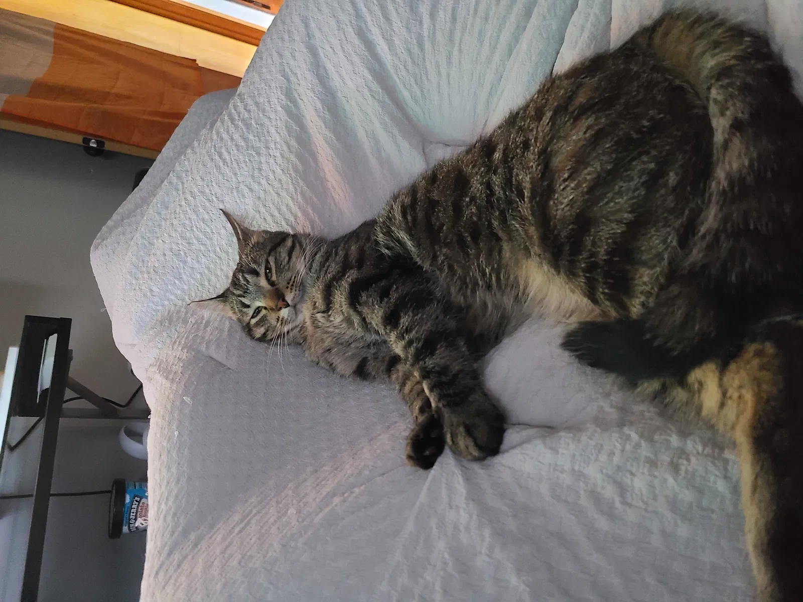Lost cat in Minneapolis, MN, 55434