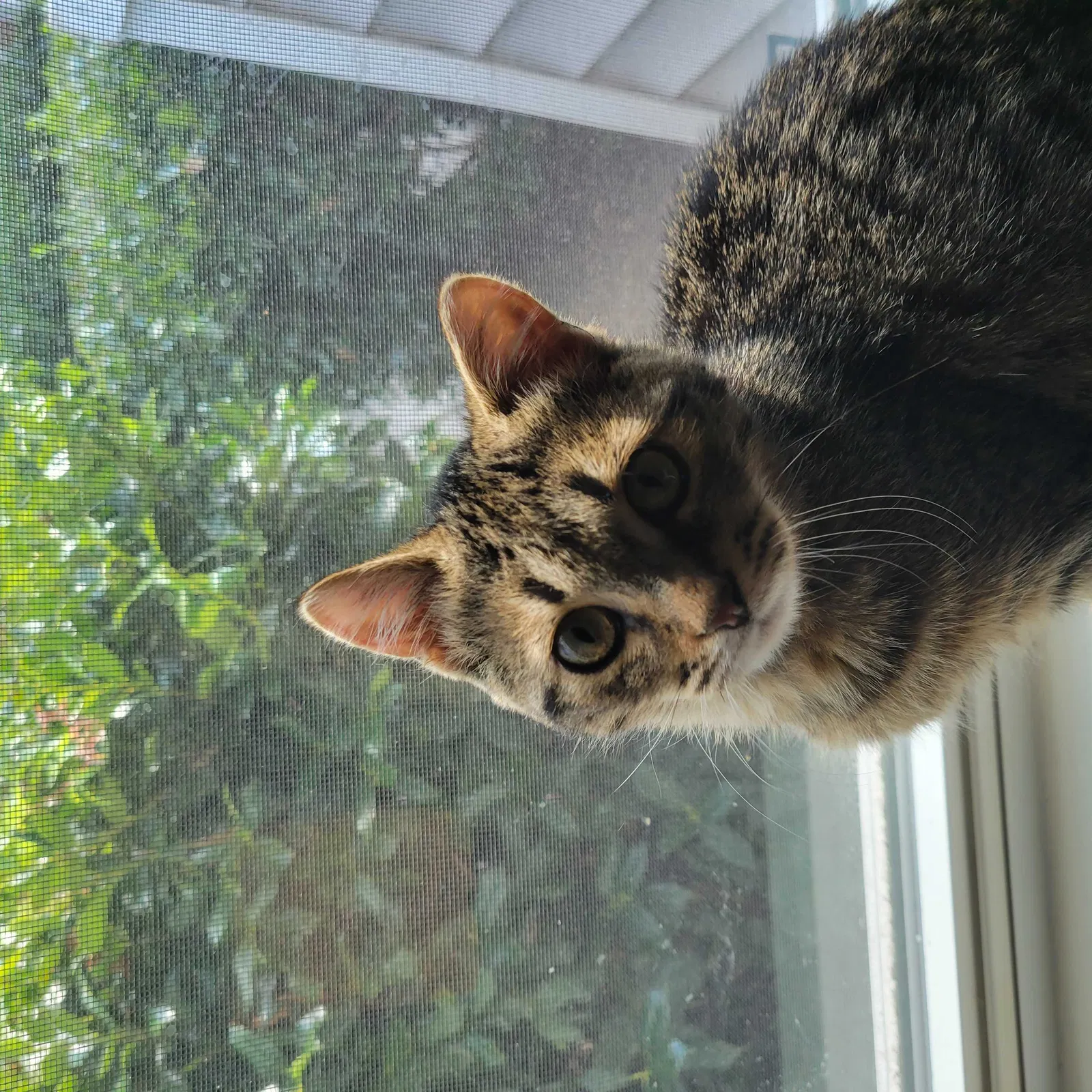 Lost cat in Hampton, VA, 23666