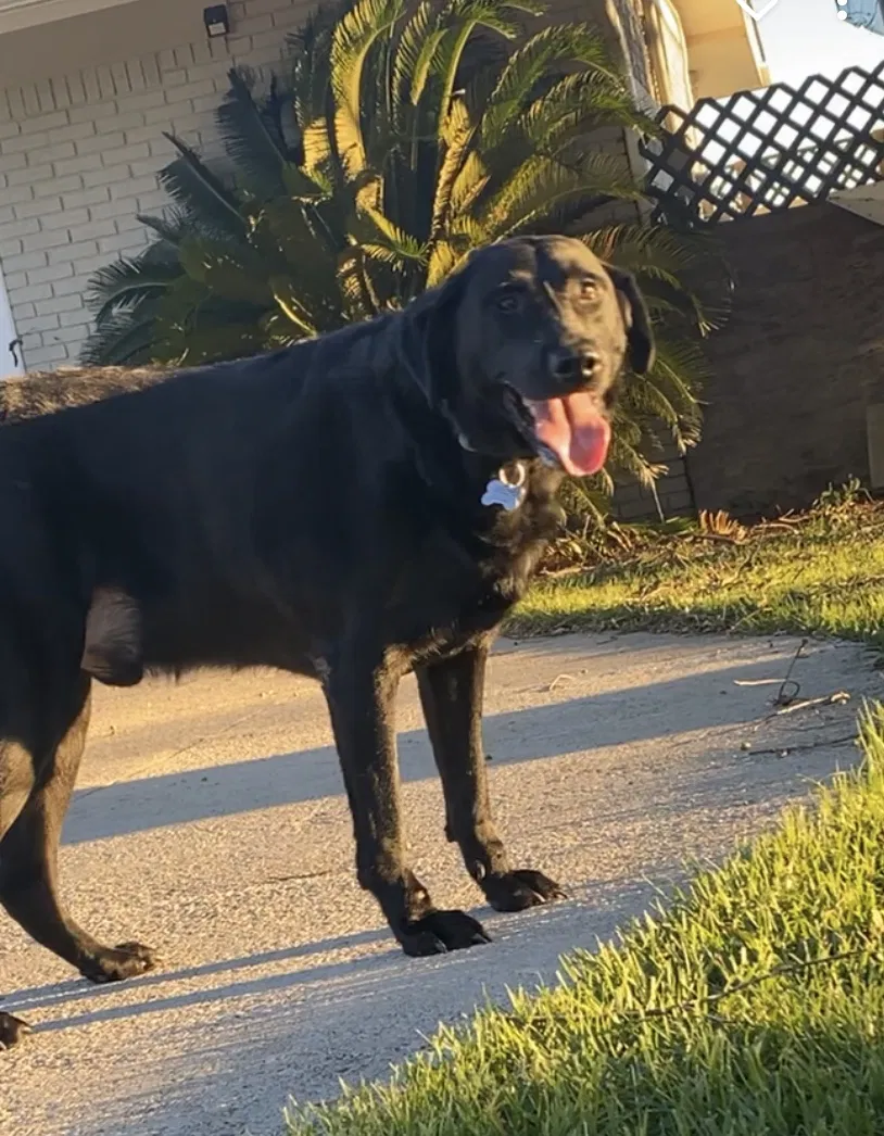 Lost dog in Eastover, SC, 29044