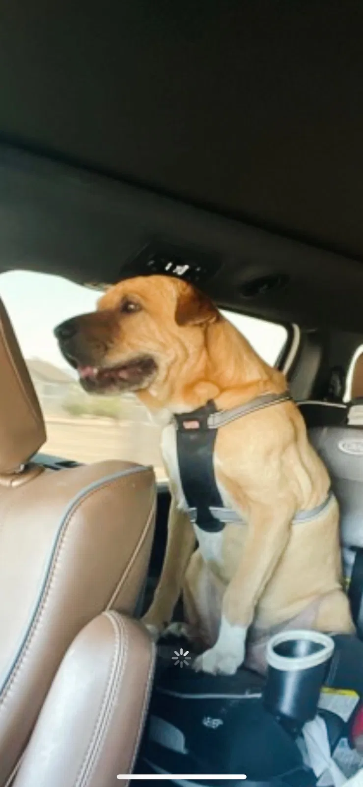 Lost dog in Mesa, AZ, 85207