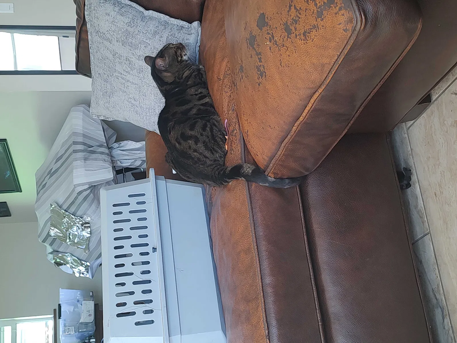Lost cat in Cape Coral, FL, 33990