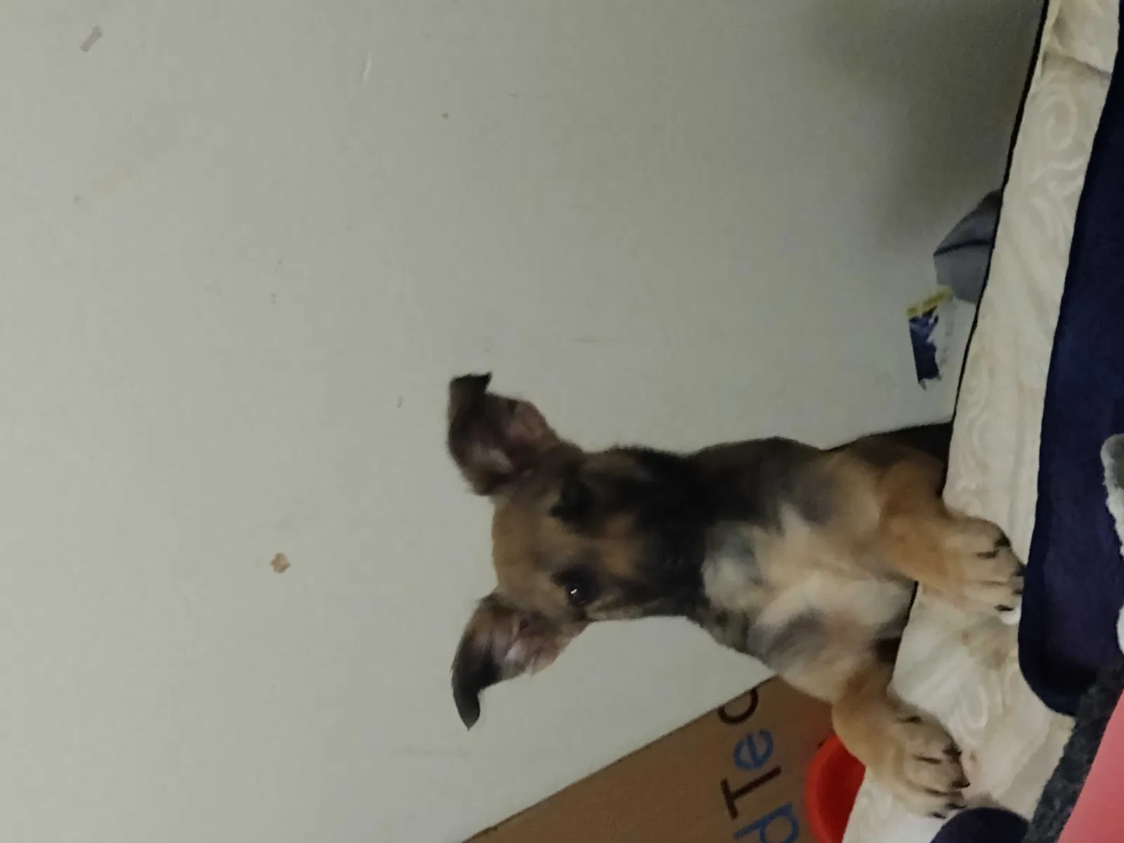 Lost dog in Abilene, TX, 79603