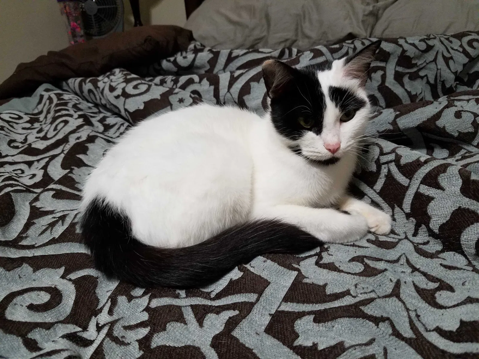 Lost cat in Dearborn, MI, 48124