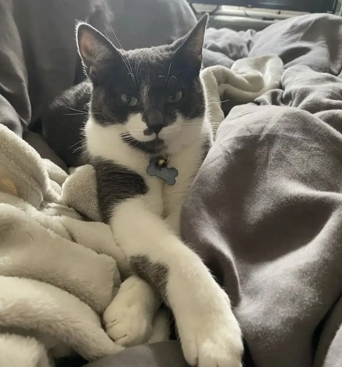 Lost cat in San Diego, CA, 92115