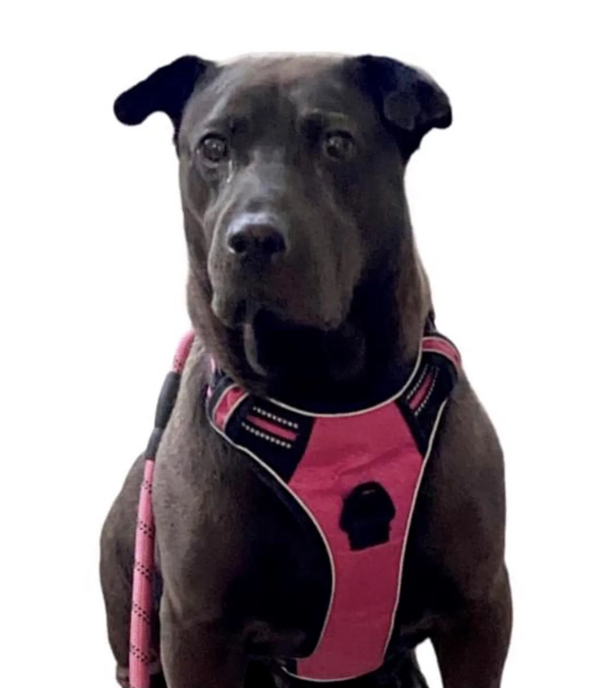 Lost dog in Oceanside, CA, 92056