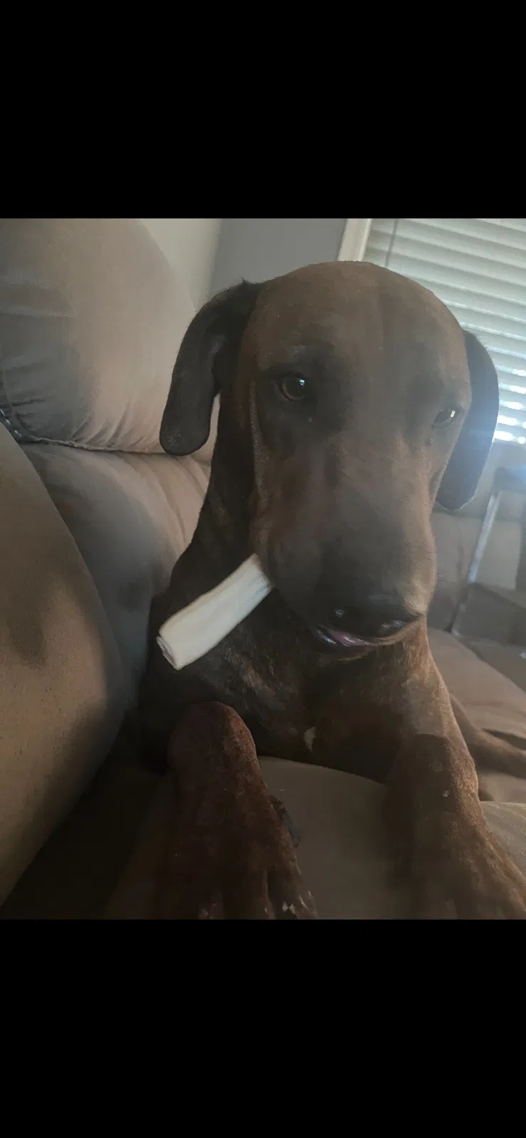 Lost dog in San Bernardino, CA, 92411