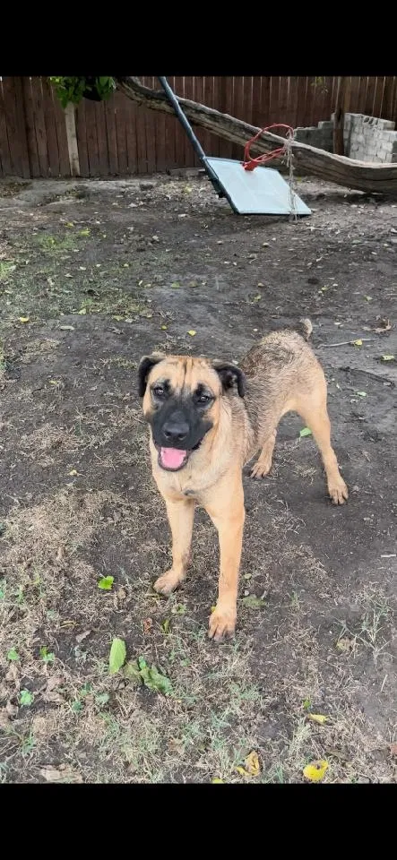 Lost dog in San Bernardino, CA, 92411