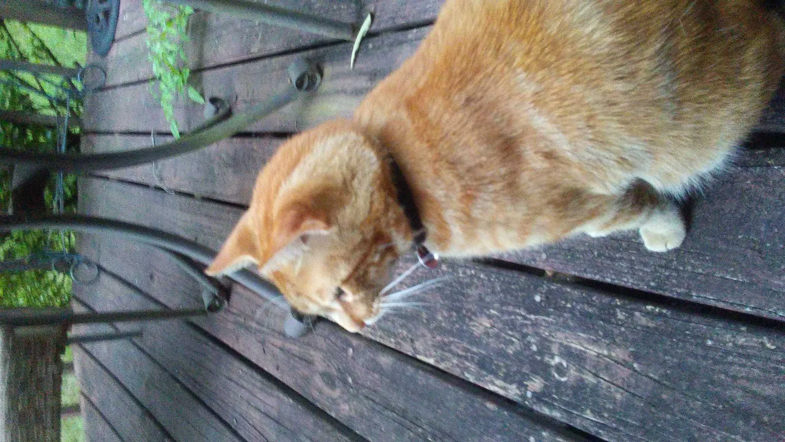 Lost cat in Conway, AR, 72034
