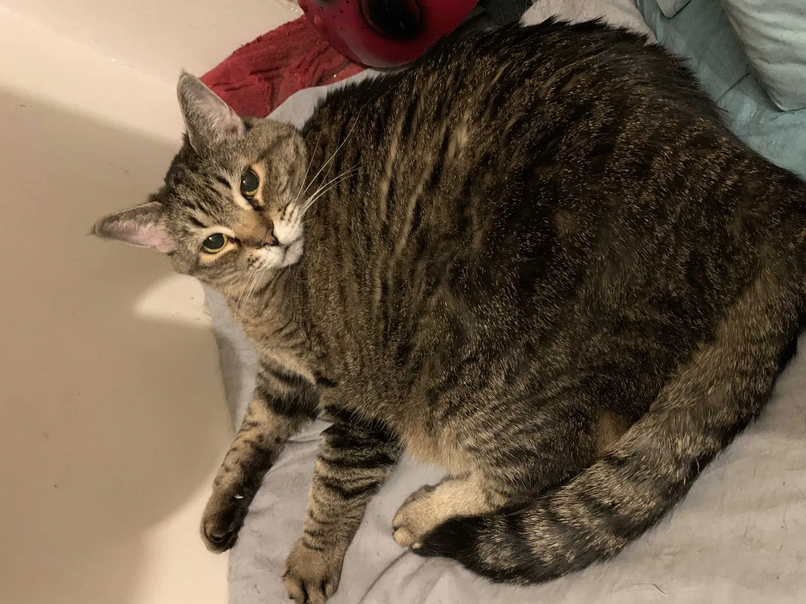 Lost cat in Stockton, CA, 95207