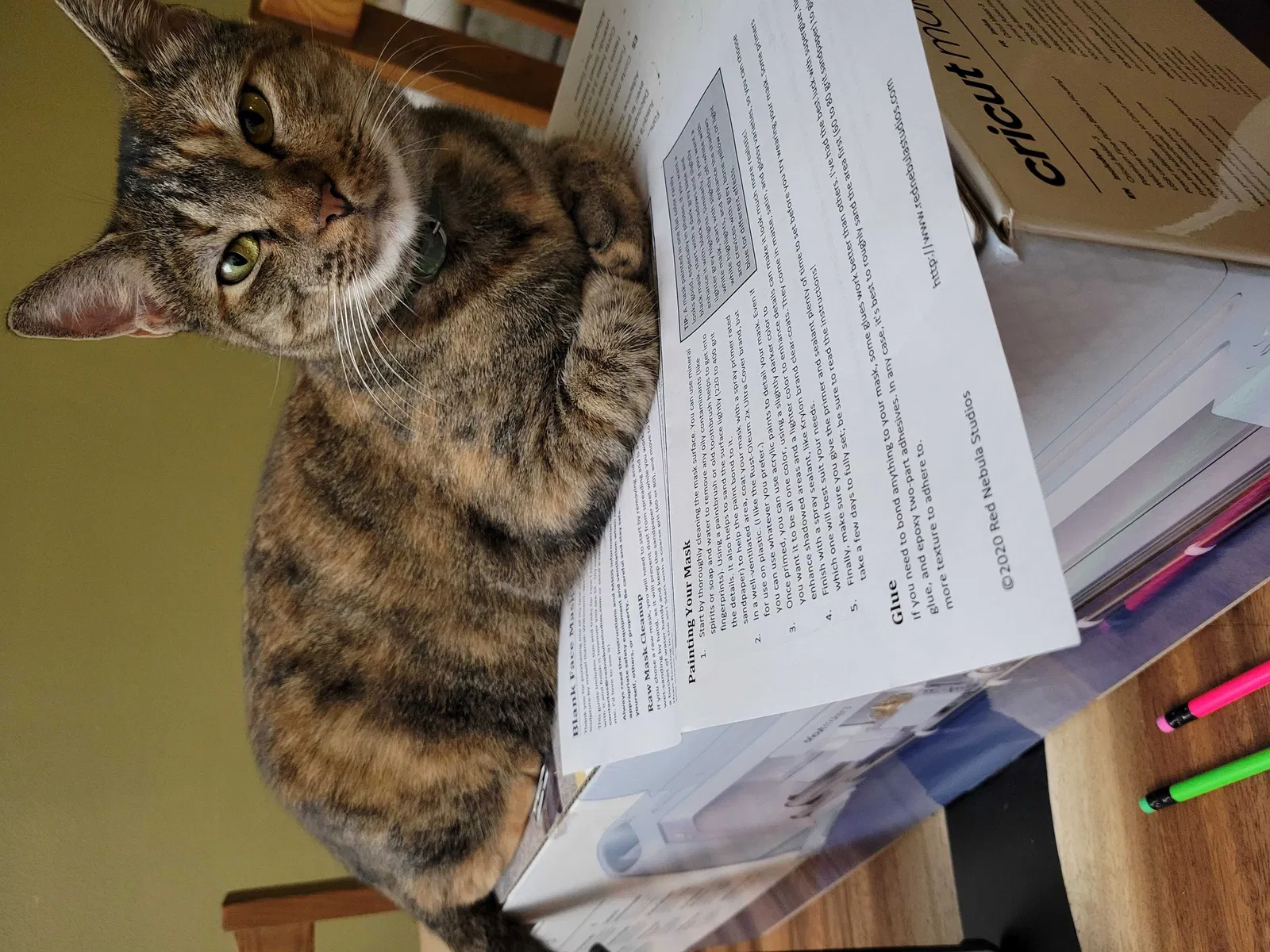 Lost cat in San Antonio, TX, 78217