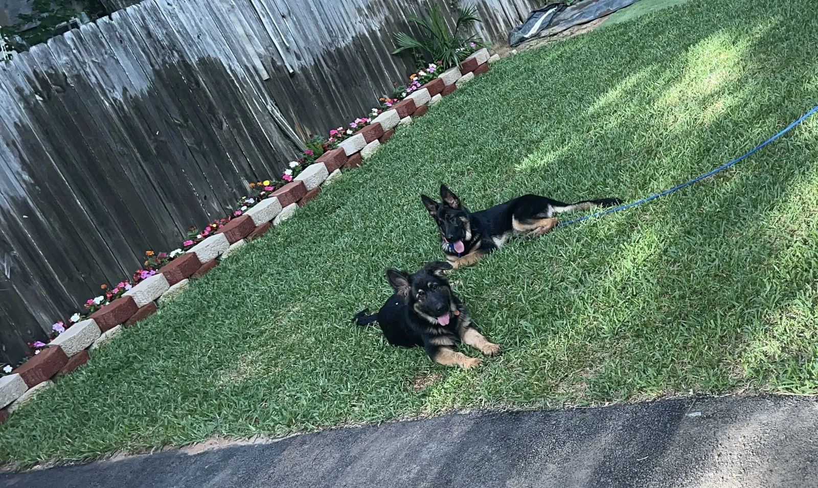 Lost dog in Houston, TX, 77085