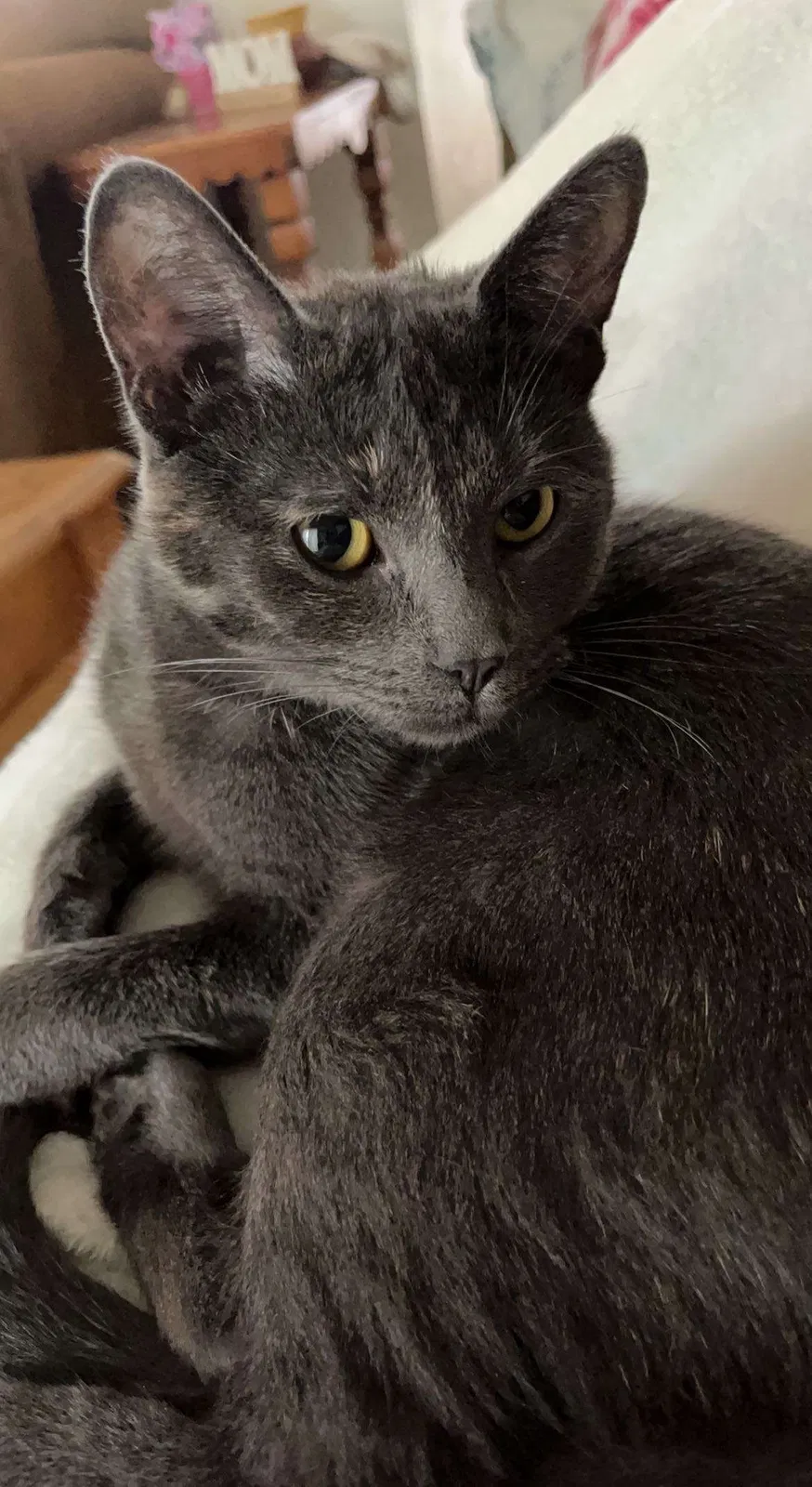 Lost cat in Cedar, MN, 55011