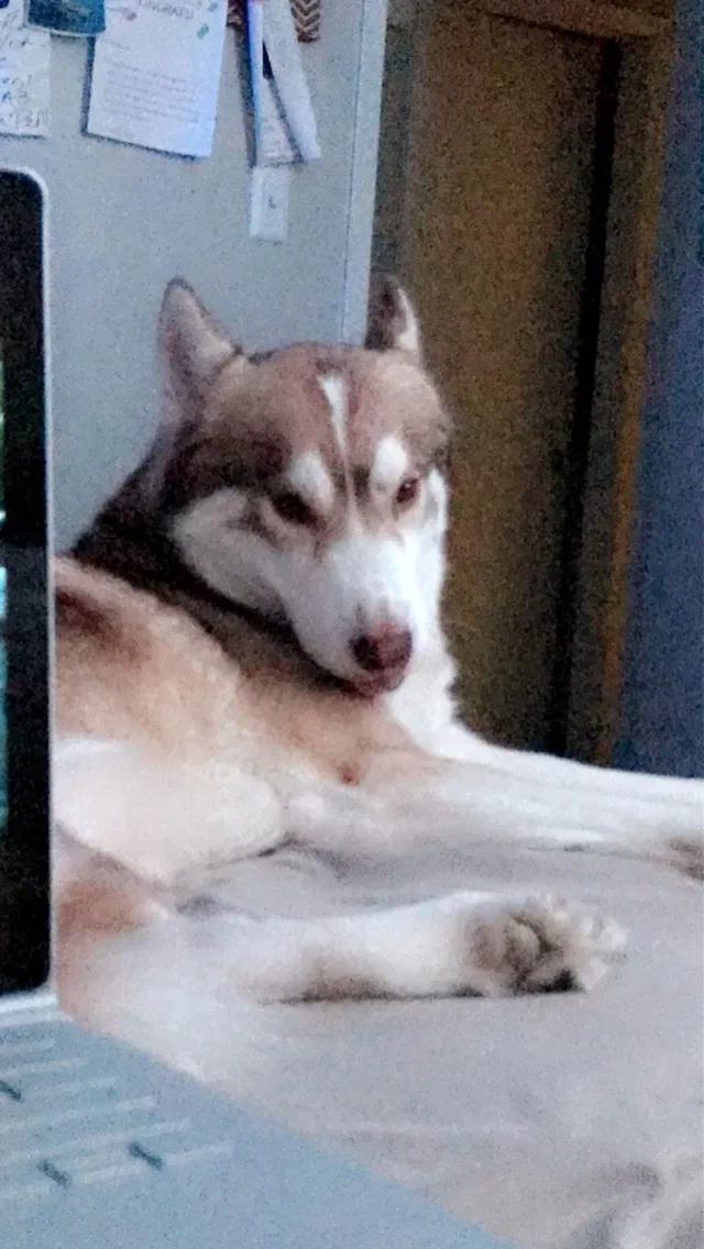 Lost dog in San Antonio, TX, 78230