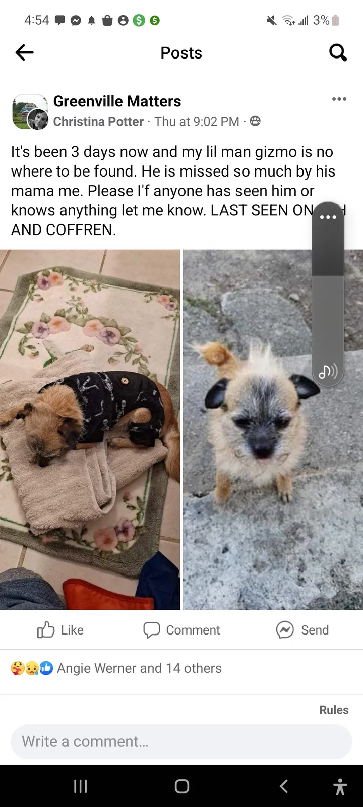 Lost dog in Greenville, MI, 48838