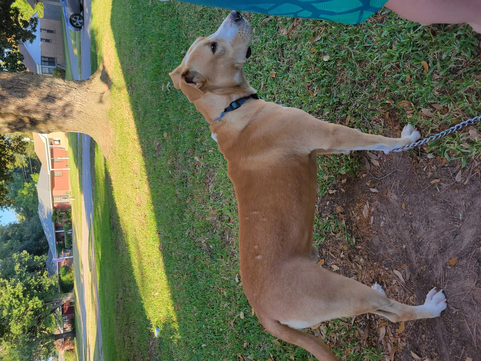 Found dog in Shreveport, LA, 71104