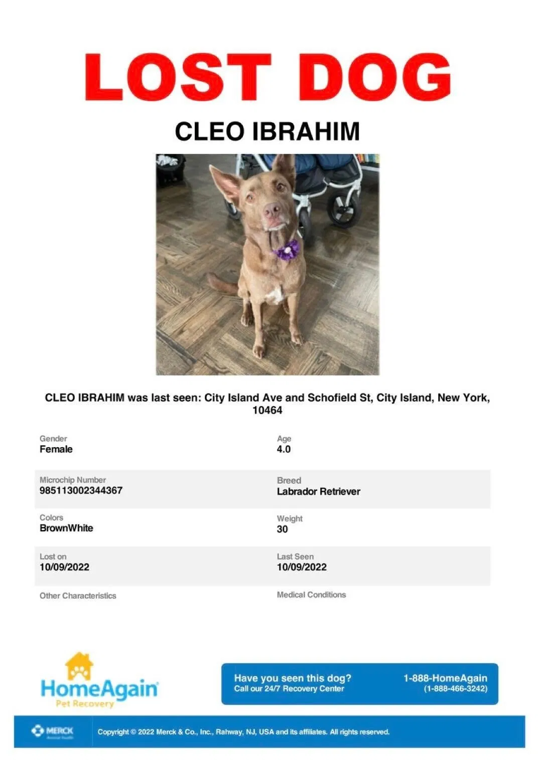 Lost dog in Bronx, NY, 10464