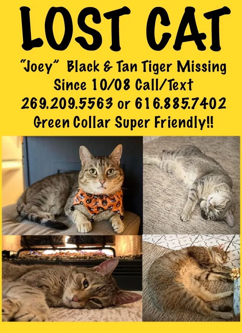 Lost cat in Rockford, MI, 49341
