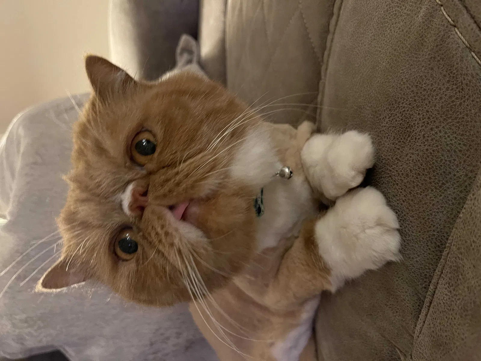 Lost cat in Tulsa, OK, 74134