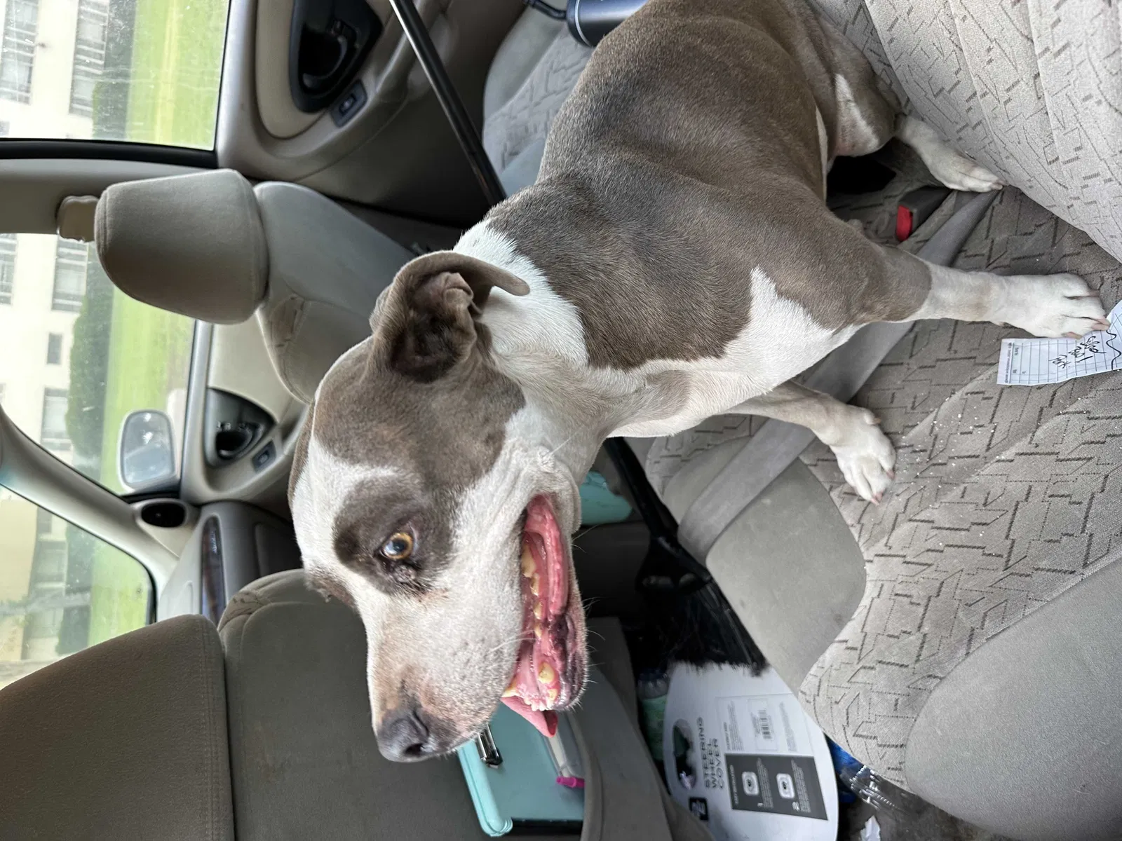 Found dog in Redlands, CA, 92373
