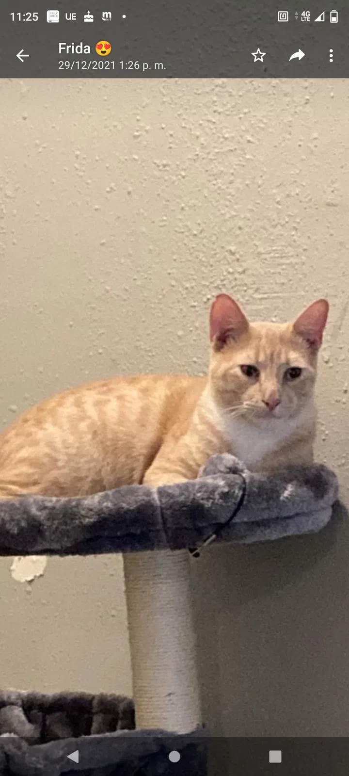 Lost cat in Houston, TX, 77096