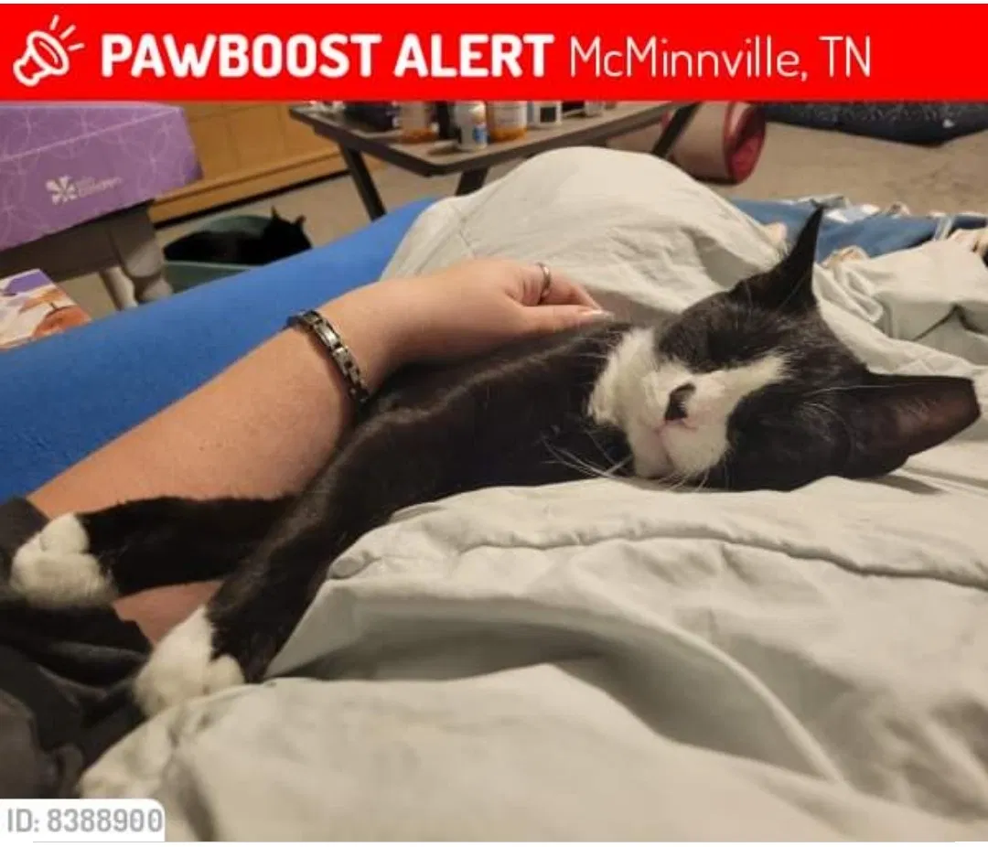 Lost cat in Mcminnville, TN, 37110