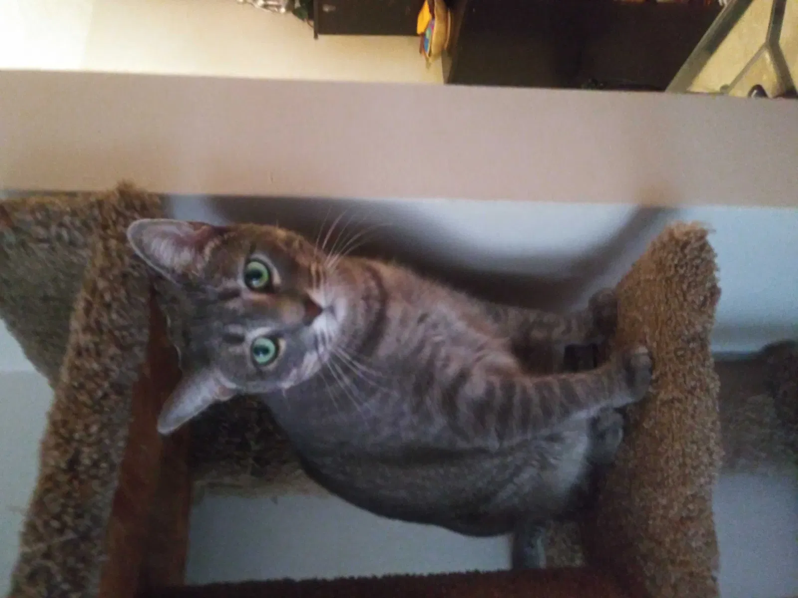 Lost cat in Detroit, MI, 48235