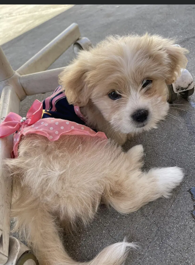 Lost dog in Inglewood, CA, 90304