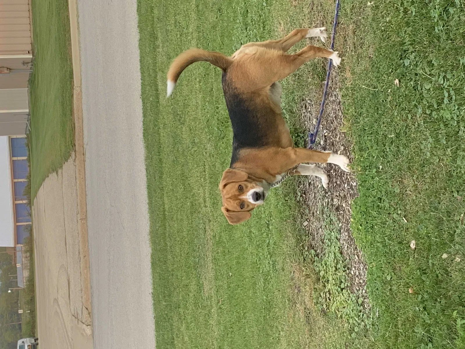 Lost dog in Kalamazoo, MI, 49048
