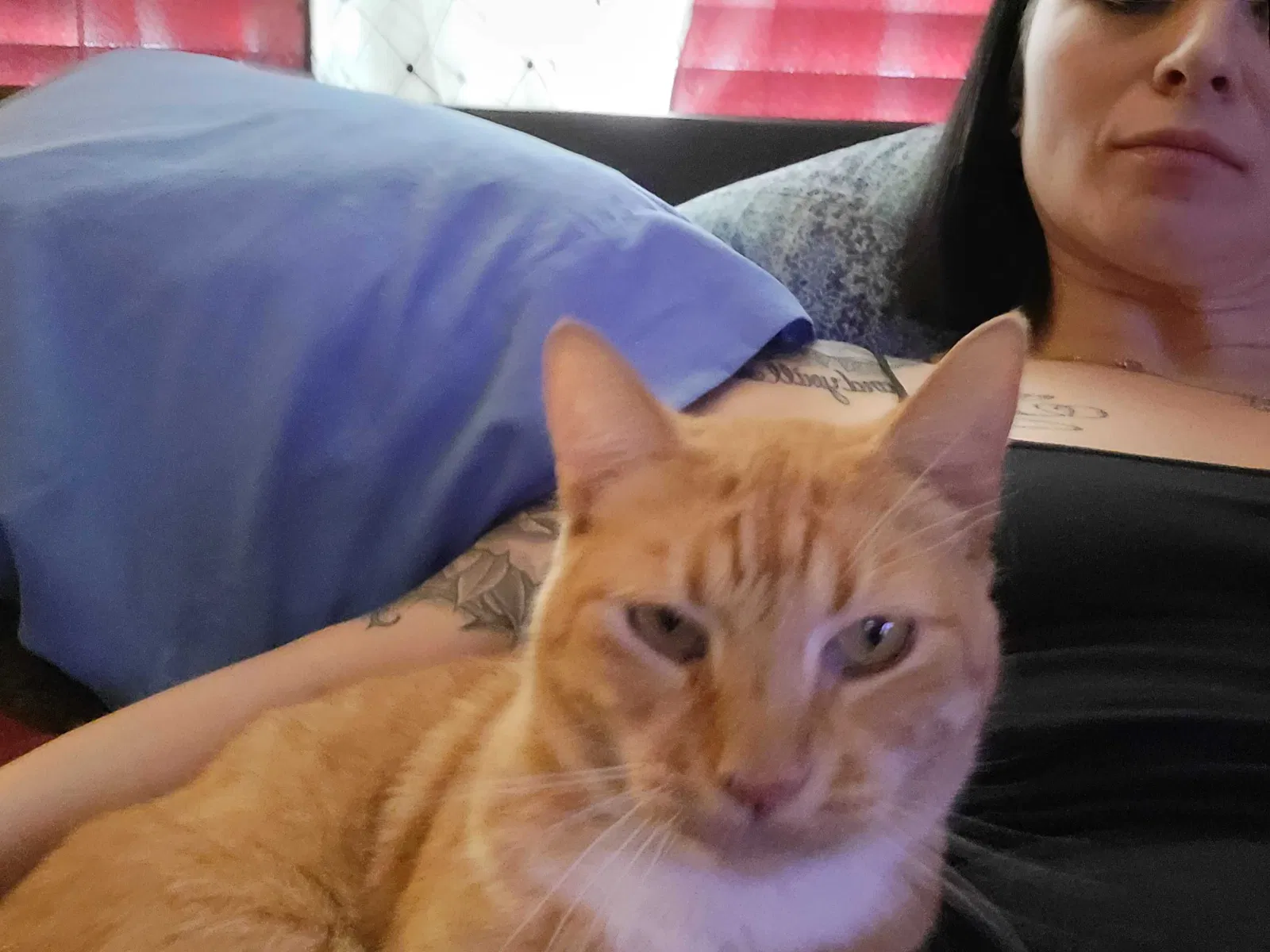 Lost cat in Glendale, AZ, 85306