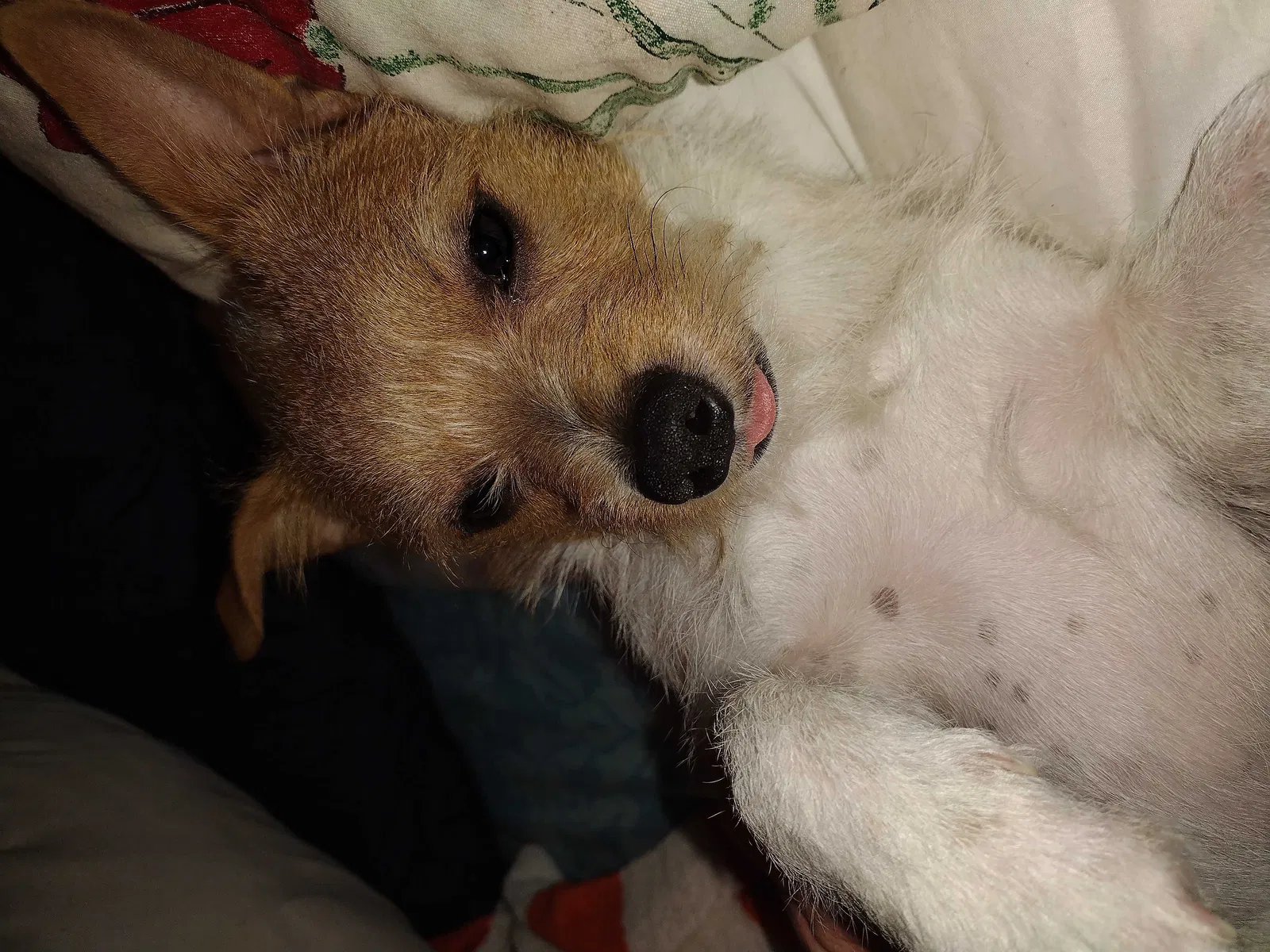 Lost dog in Houston, TX, 77081