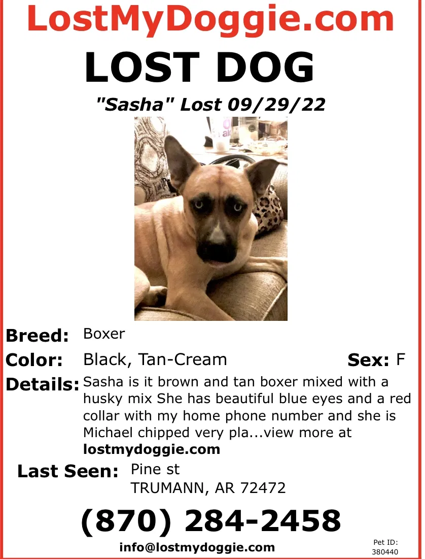 Lost dog in Trumann, AR, 72472