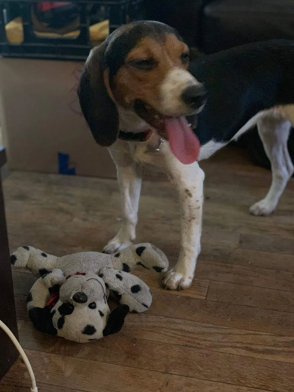 Lost dog in San Antonio, TX, 78206