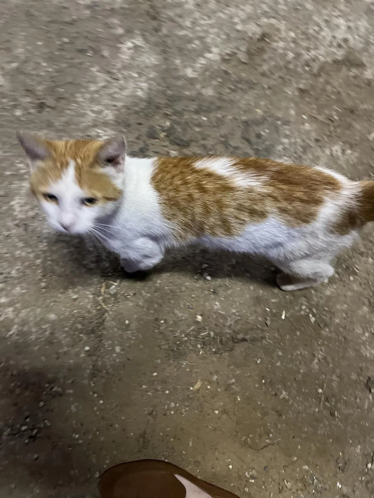 Lost cat in Flat Rock, MI, 48134