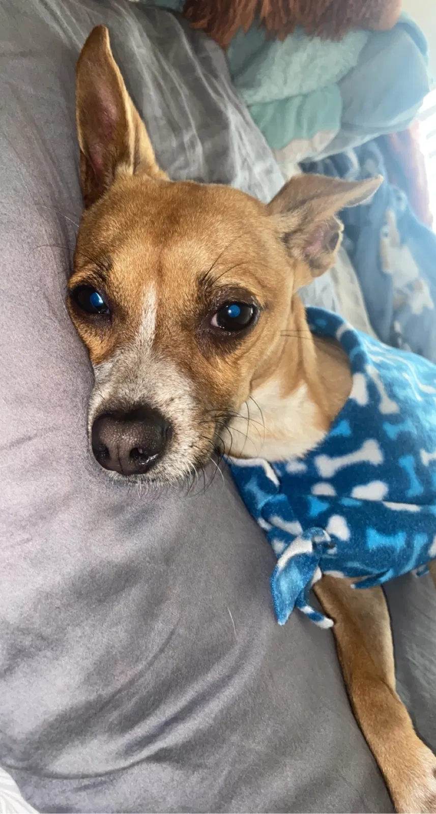 Lost dog in Sacramento, CA, 95822