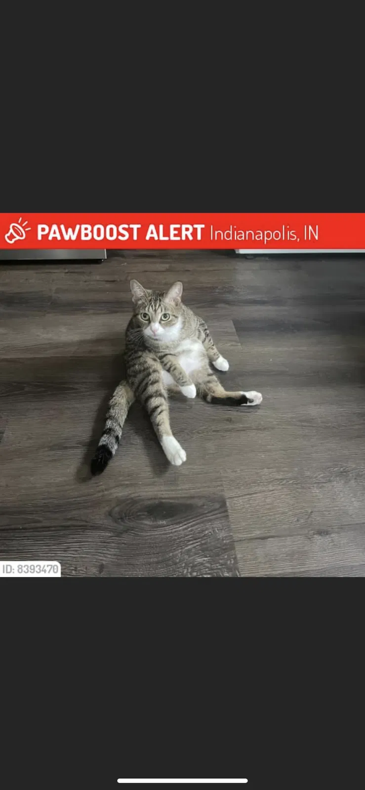 Lost cat in Indianapolis, IN, 46221