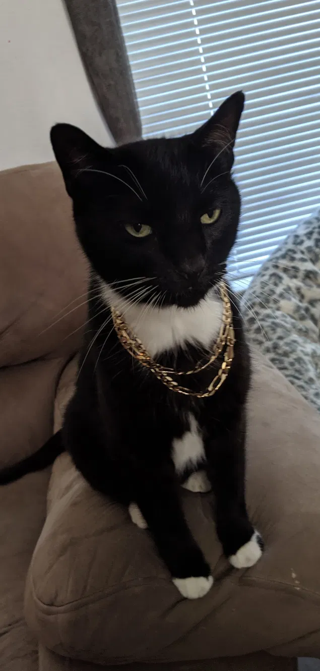 Lost cat in Rowlett, TX, 75089