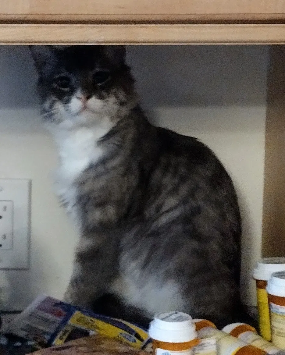 Lost cat in Anaheim, CA, 92806