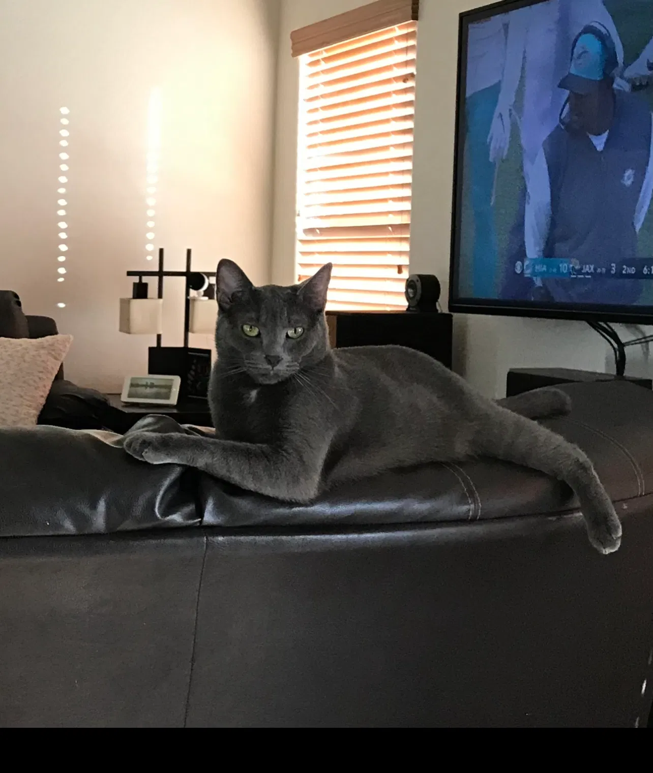 Lost cat in Maricopa, AZ, 85138