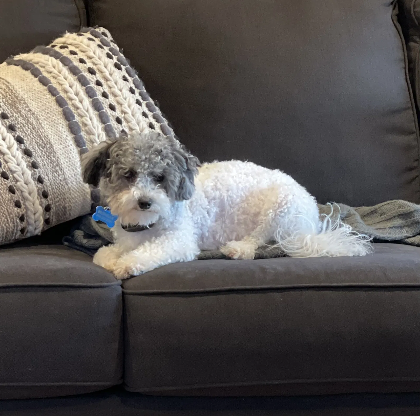 Lost dog in Monument, CO, 80132