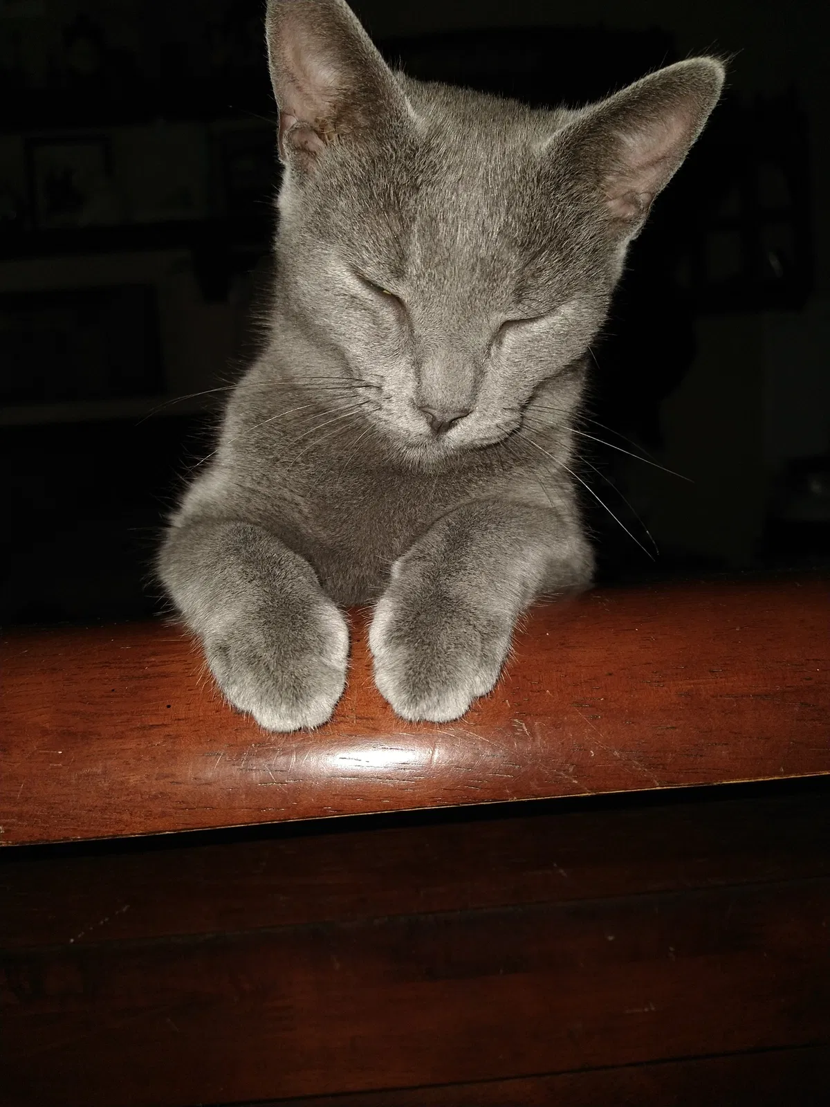 Lost cat in Chalmette, LA, 70043