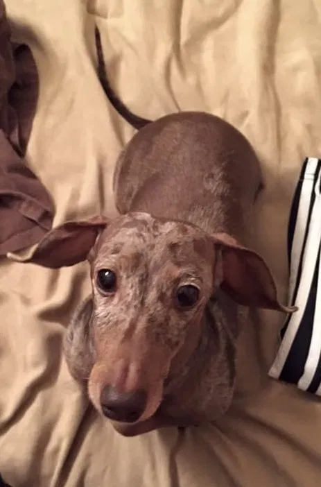 Lost dog in Oklahoma City, OK, 73108