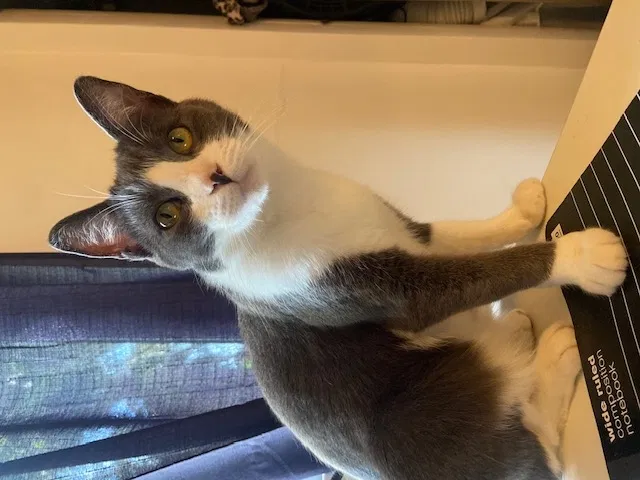 Lost cat in San Diego, CA, 92110