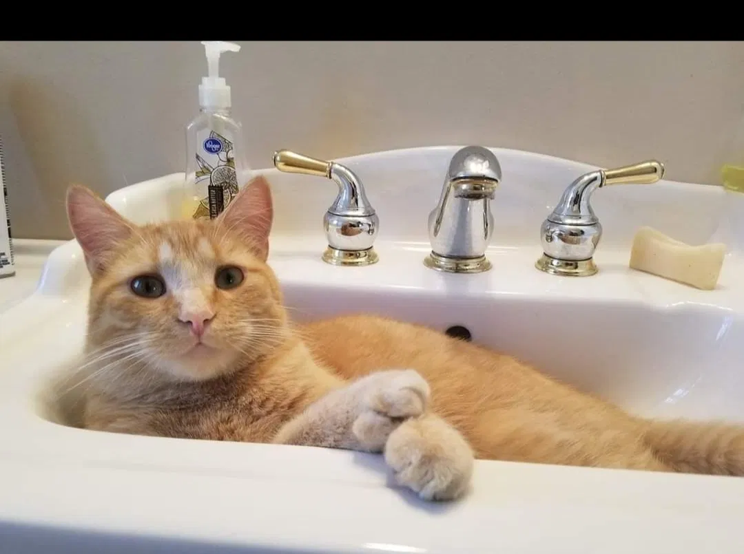 Lost cat in Salt Lake City, UT, 84121