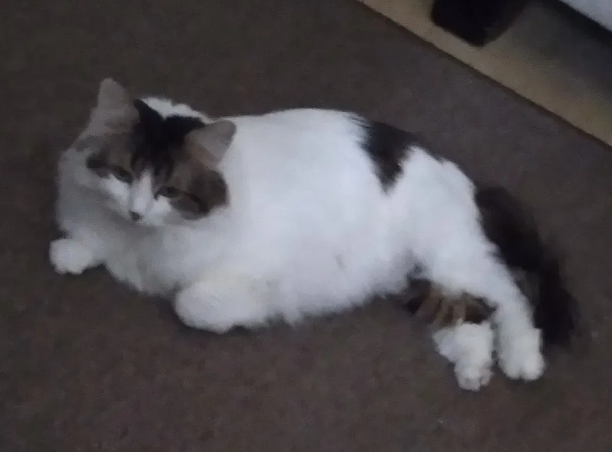 Lost cat in Phoenix, AZ, 85013
